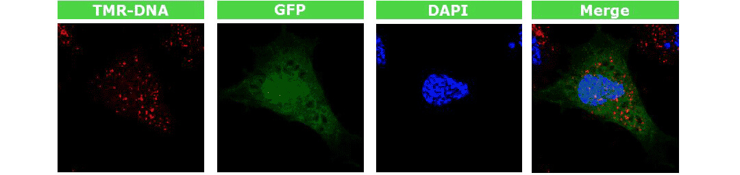 4D-nucleofectorD(zhun)xD(zhun)ȾGFP|(zh)ٱ_(d)