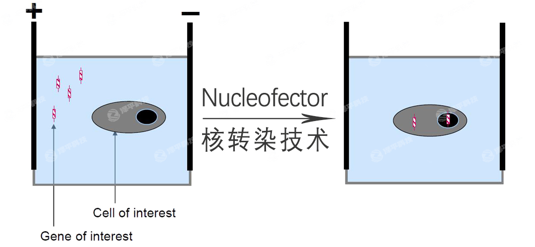 lonza NucleofectorD(zhun)Ⱦg(sh) ƽ