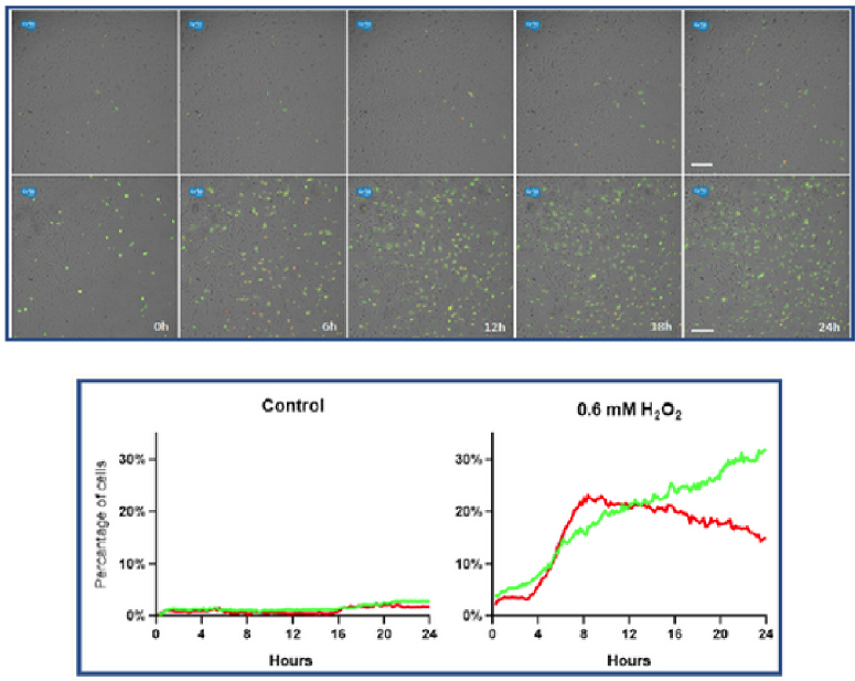 Axion CytoSMART Lux3(ni)ȫԄ(dng)(x)ϵy(tng)(chng)ɹ⼚(x)x ƽ